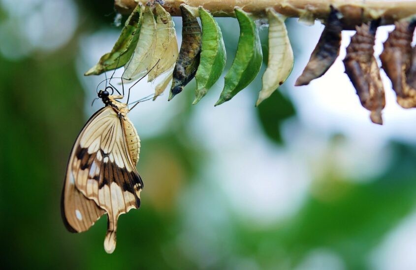 paisagem-com-casulo-de-borboletas