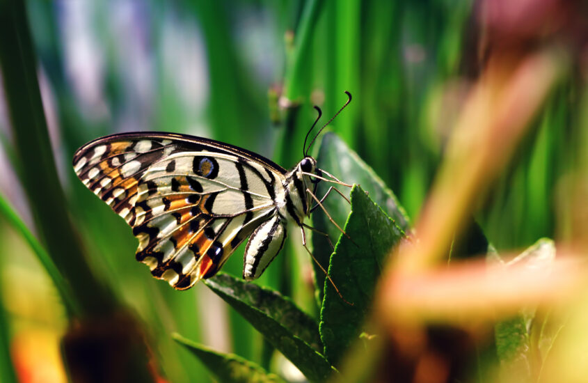 Você sabe o significado de borboleta na bíblia? Venha descobrir 4