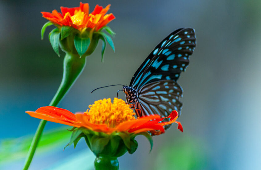 Você sabe o significado de borboleta na bíblia? Venha descobrir 3