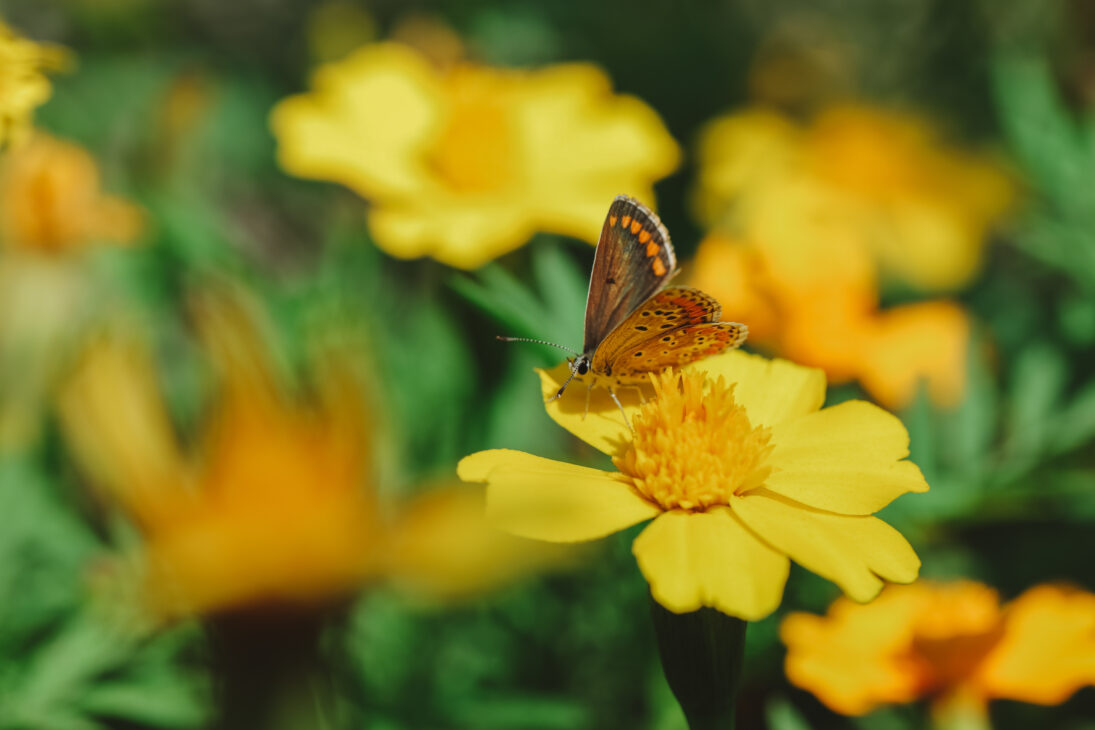 Você sabe o significado de borboleta na bíblia? Venha descobrir 2